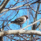 Common Redpoll