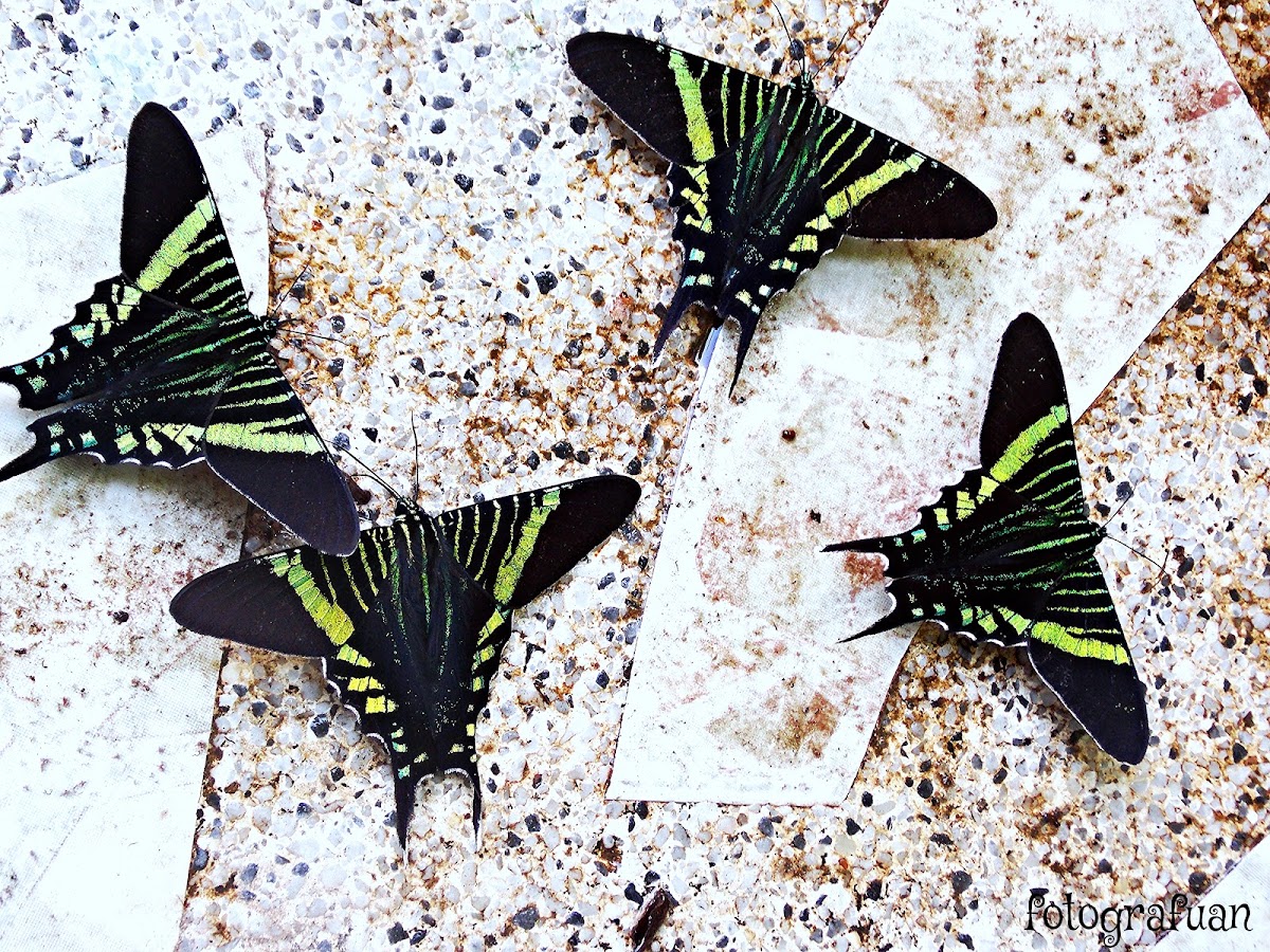 polillla de cola de golondrina