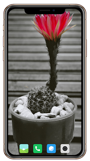 Cactus Flowers HD Wallpaper