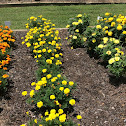 Marigolds