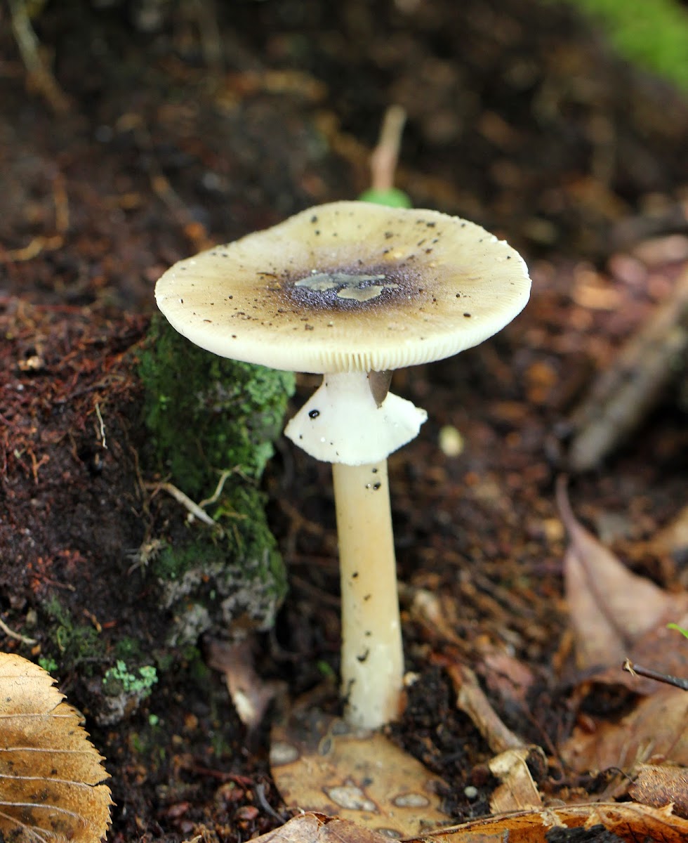 Old Potato Amanita