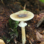 Old Potato Amanita