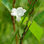 White Morning-glory