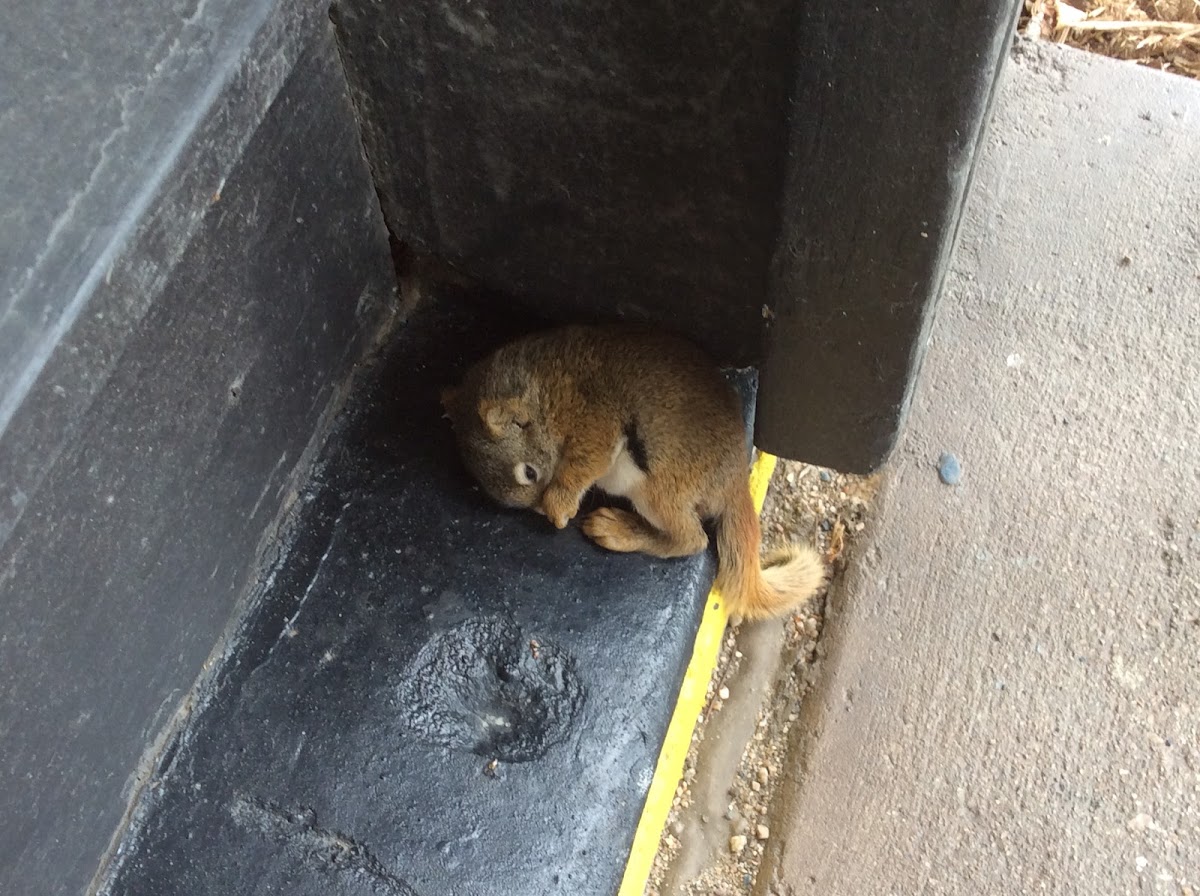 American Red squirrel