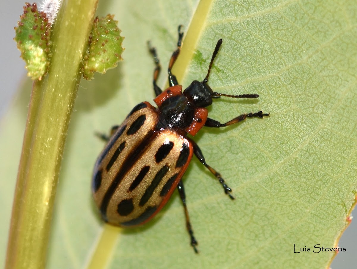 Cottonwood Leaf Beetle