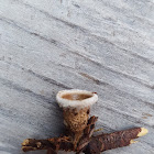 Birds Nest Fungus