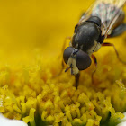pollinating fly