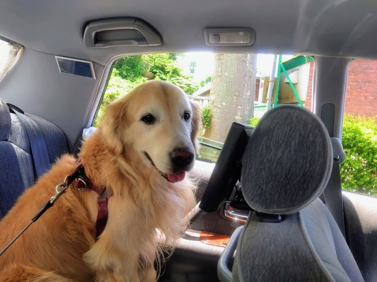SLのアンソニー・Anthony・愛犬と愛車・愛犬とドライブ・愛犬と散歩に関するカスタム事例の投稿画像38枚目