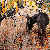 Il riciclo della natura... di 