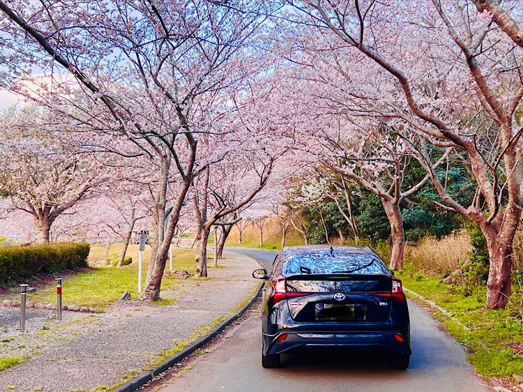 プリウスの目指せPickUpCars・桜とコラボ・サクラと愛車・zvw51・iPhone13proに関するカスタム事例の投稿画像16枚目