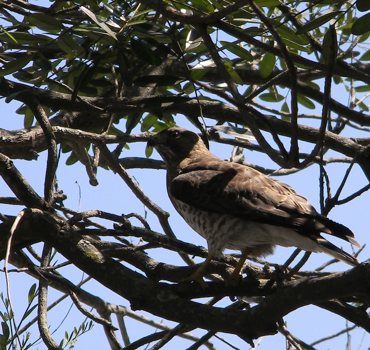 Short-tailed Hawk