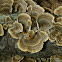 Turkey Tail Fungus