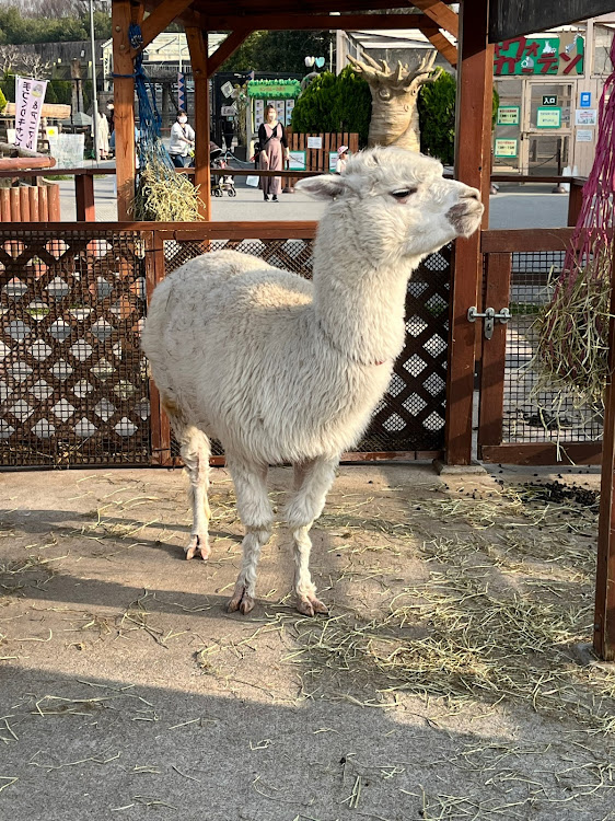 ハイエースバンのシャコタン風・DIY・次男坊と卒業遠足🤣・東武動物公園に関するカスタム事例の投稿画像10枚目