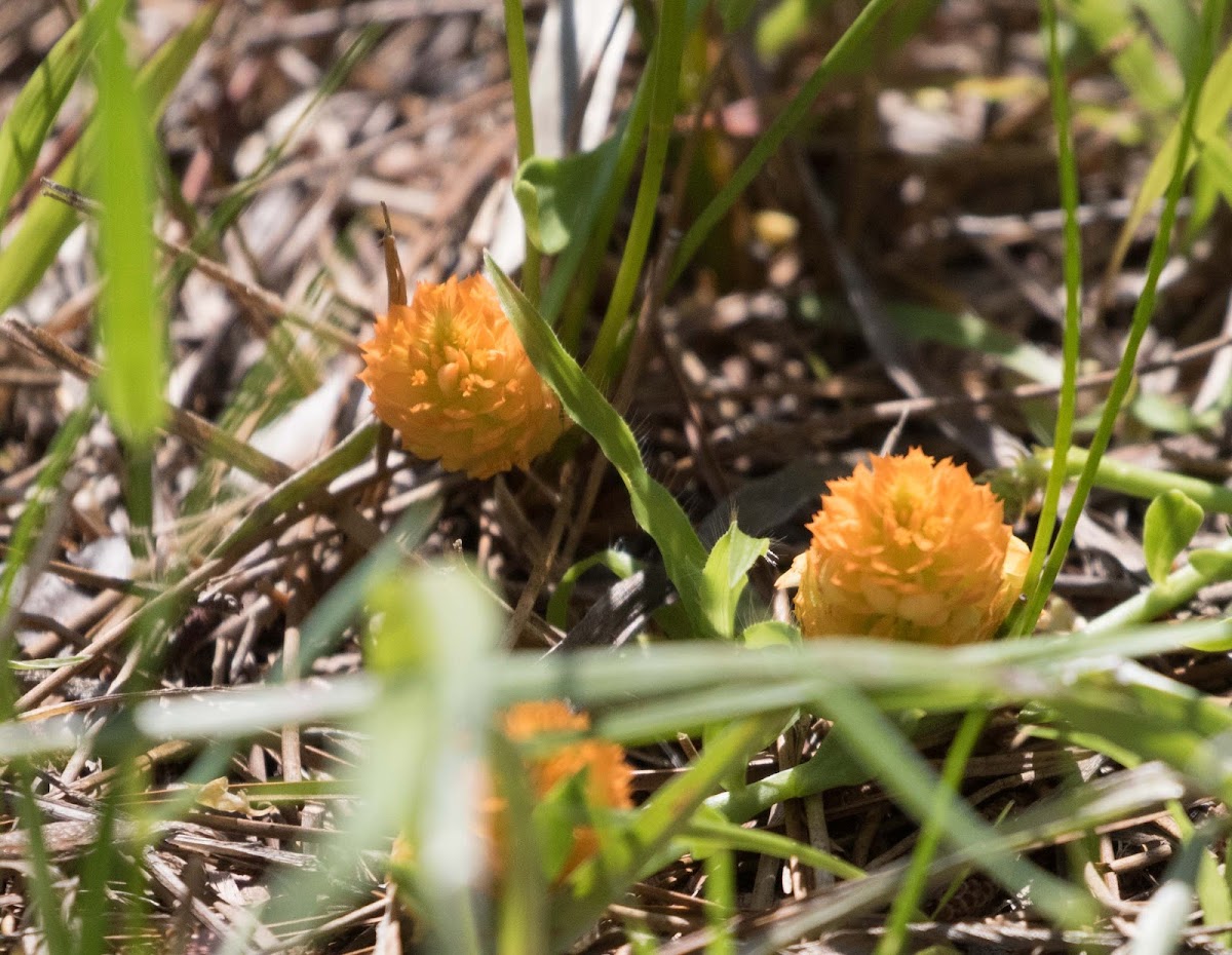 Milkwort