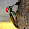 The black-rumped flameback/ lesser golden-backed woodpecker