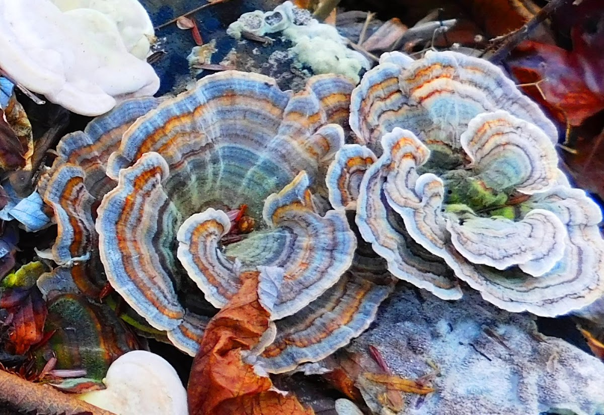 False Turkey-tail