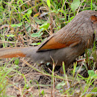 streaked laughingthrush