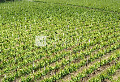 Vignoble avec piscine 18