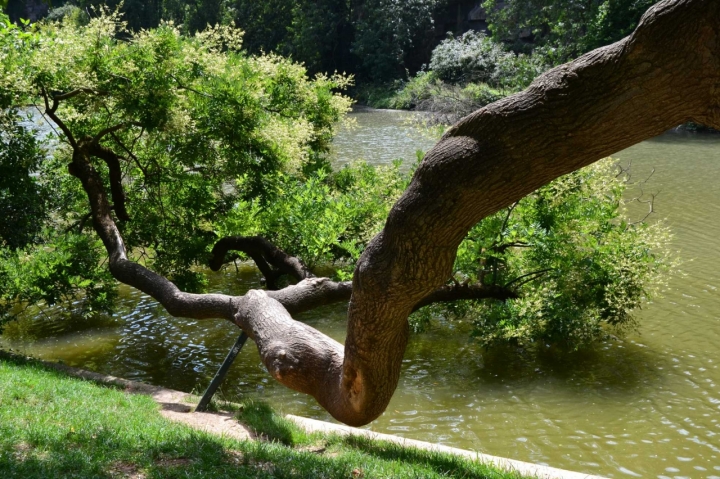 Albero assetato di aeglos