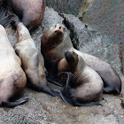 Stellar Sea Lions