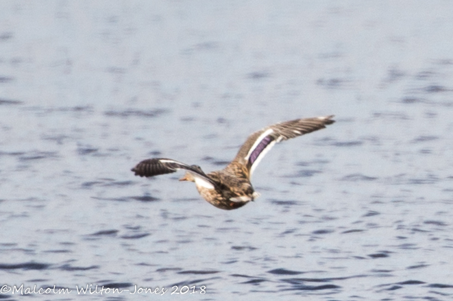 Mallard