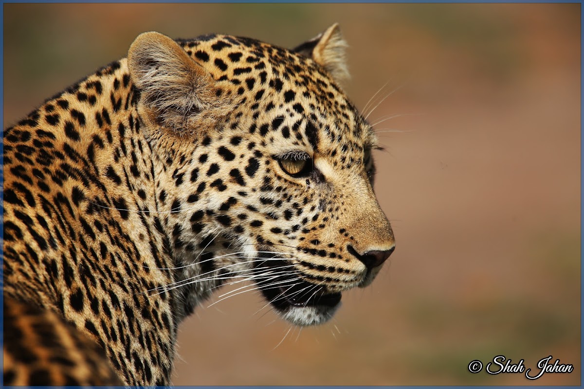 African Leopard