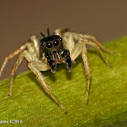 Dimorphic jumping spider - male