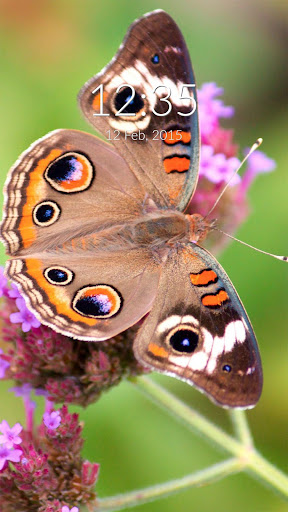 Peacock Butterfly Wall Lock