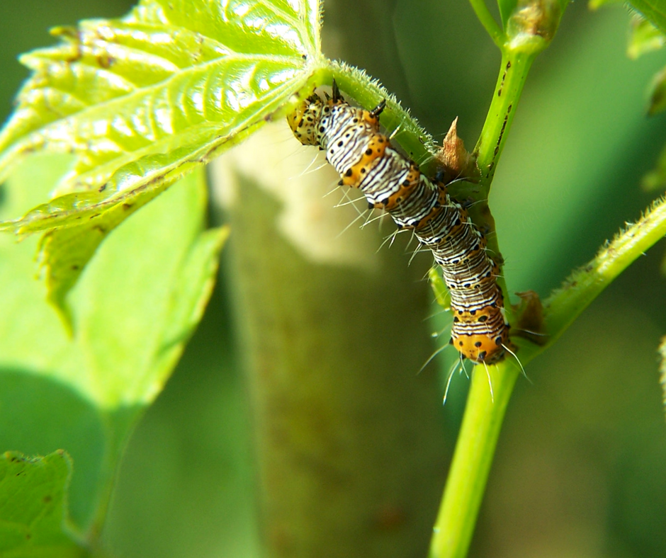 Eight Spotted Forester Caterpillar