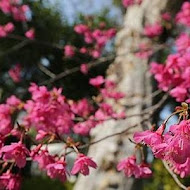 千樺花園餐廳