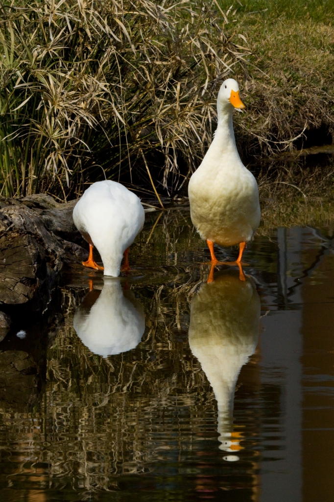 Riflessi condizionati di Logilux