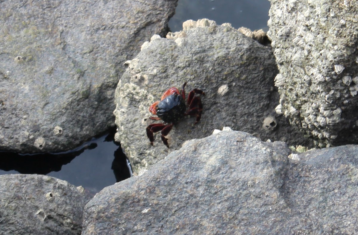 Lined Shore Crab