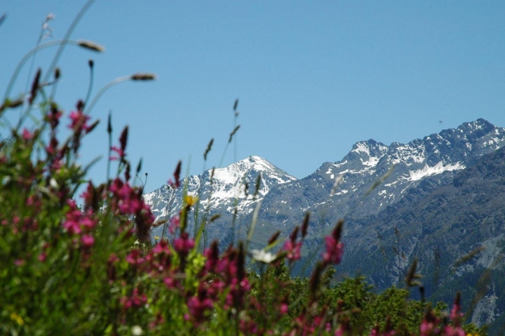 Montagna di fiori di Al99