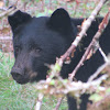 American Black Bear