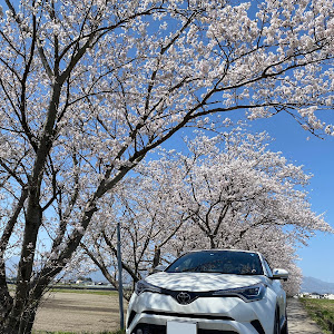 C-HR NGX50