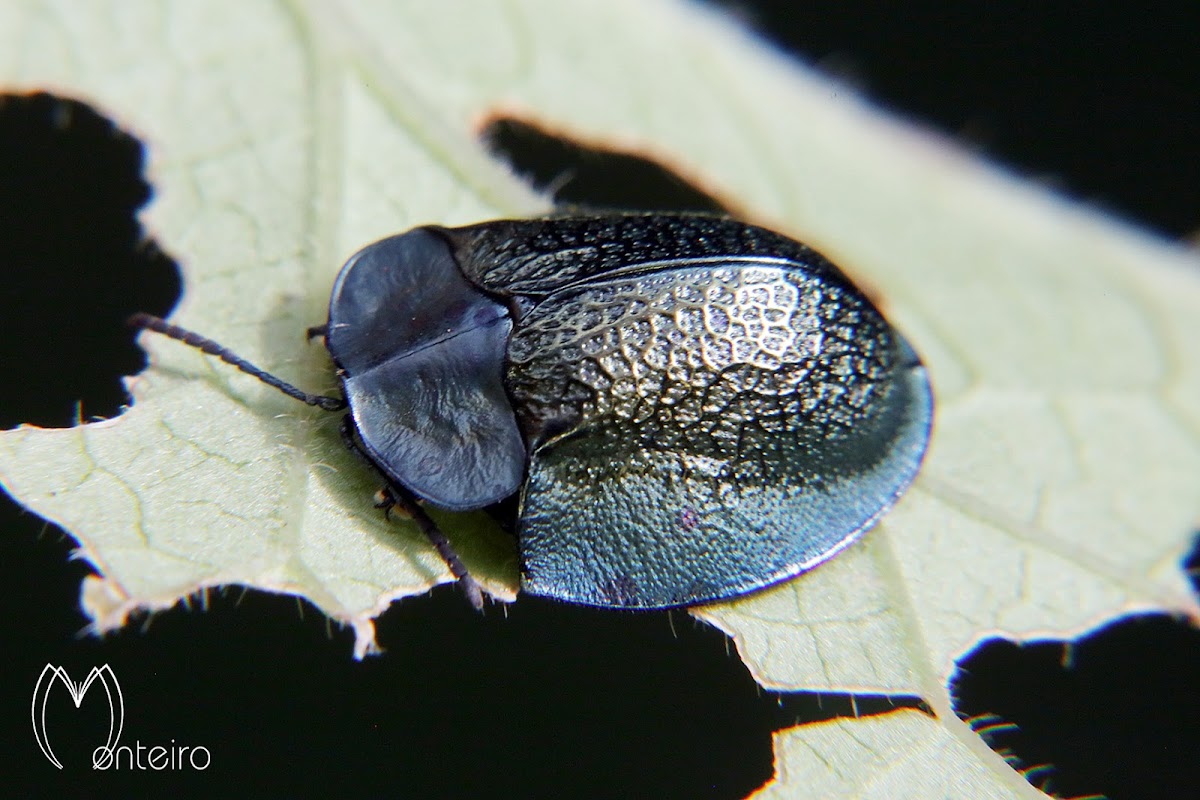 Agenysa tortoise beetle