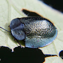 Agenysa tortoise beetle