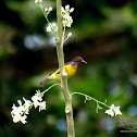 Brown-throated Sunbird