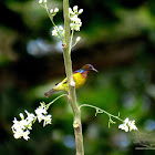 Brown-throated Sunbird