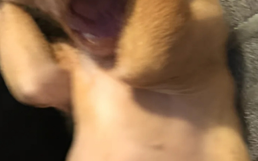 Playful Puppy Mid Yawn screenshot 1