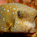 Yellow Boxfish