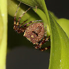 Cribellate Orb Weaver