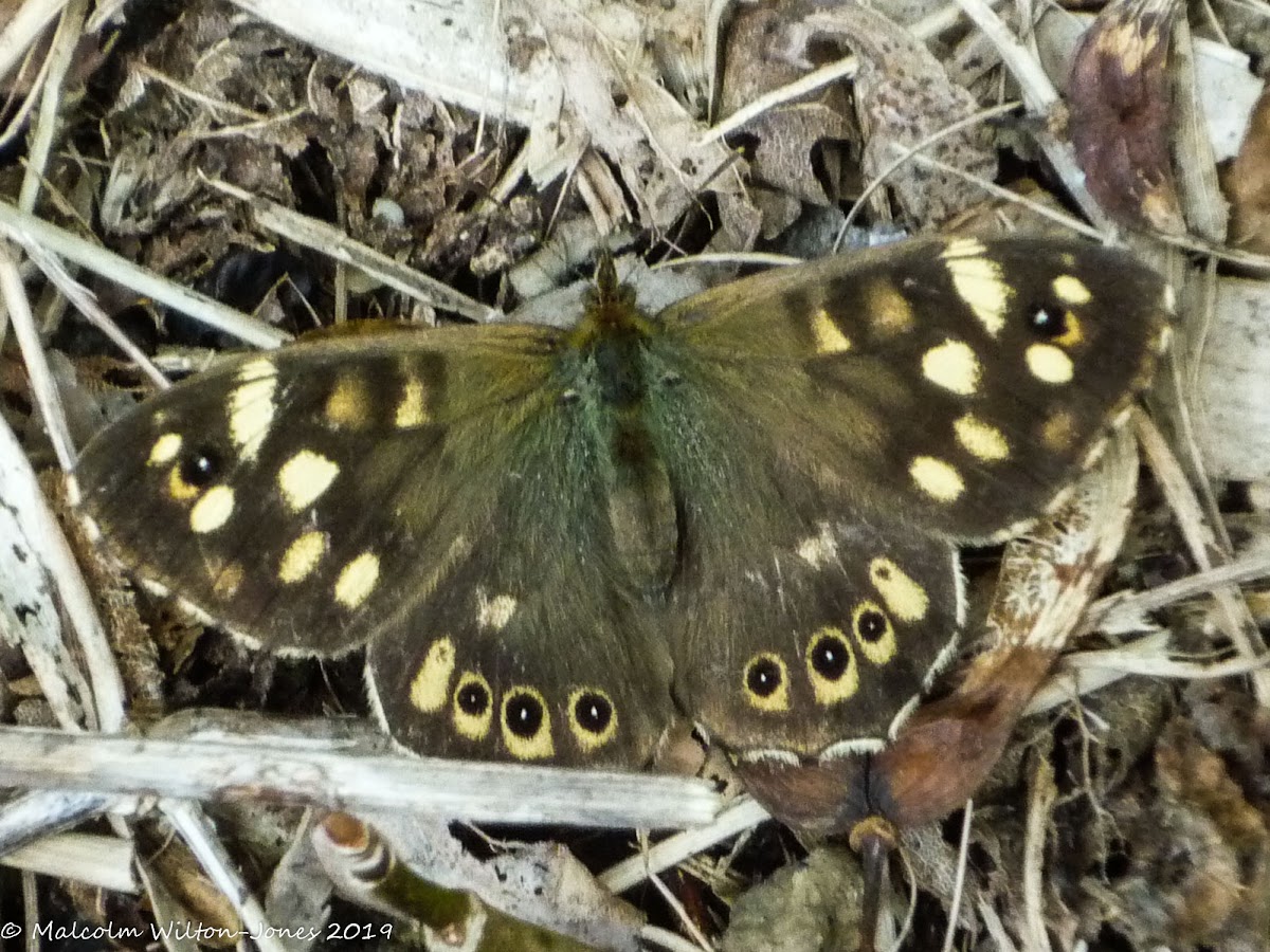 Speckled Wood