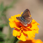 Common blue butterfly