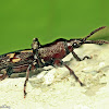 Straight-snouted Weevil