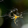 pear-shaped leucauge spider