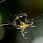 pear-shaped leucauge spider