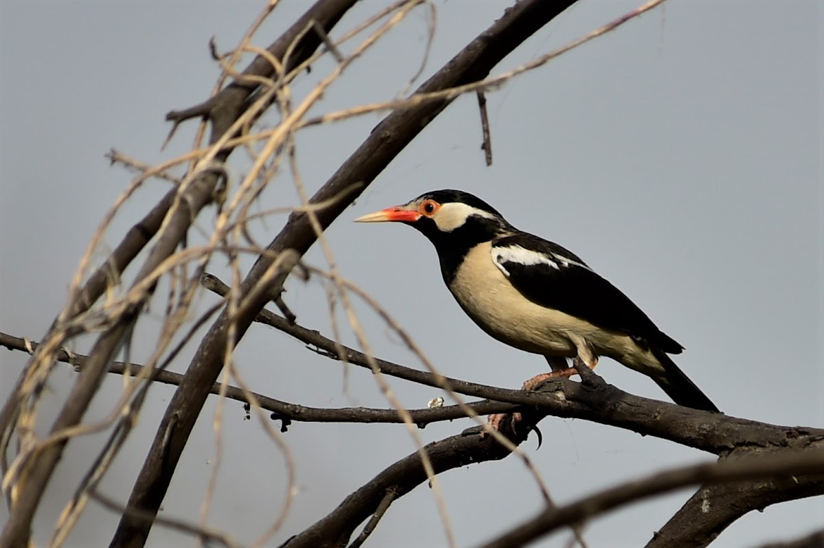 Starling  -  Asian Pied Starling