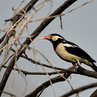 Starling  -  Asian Pied Starling