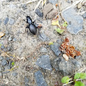 Warrior Beetle